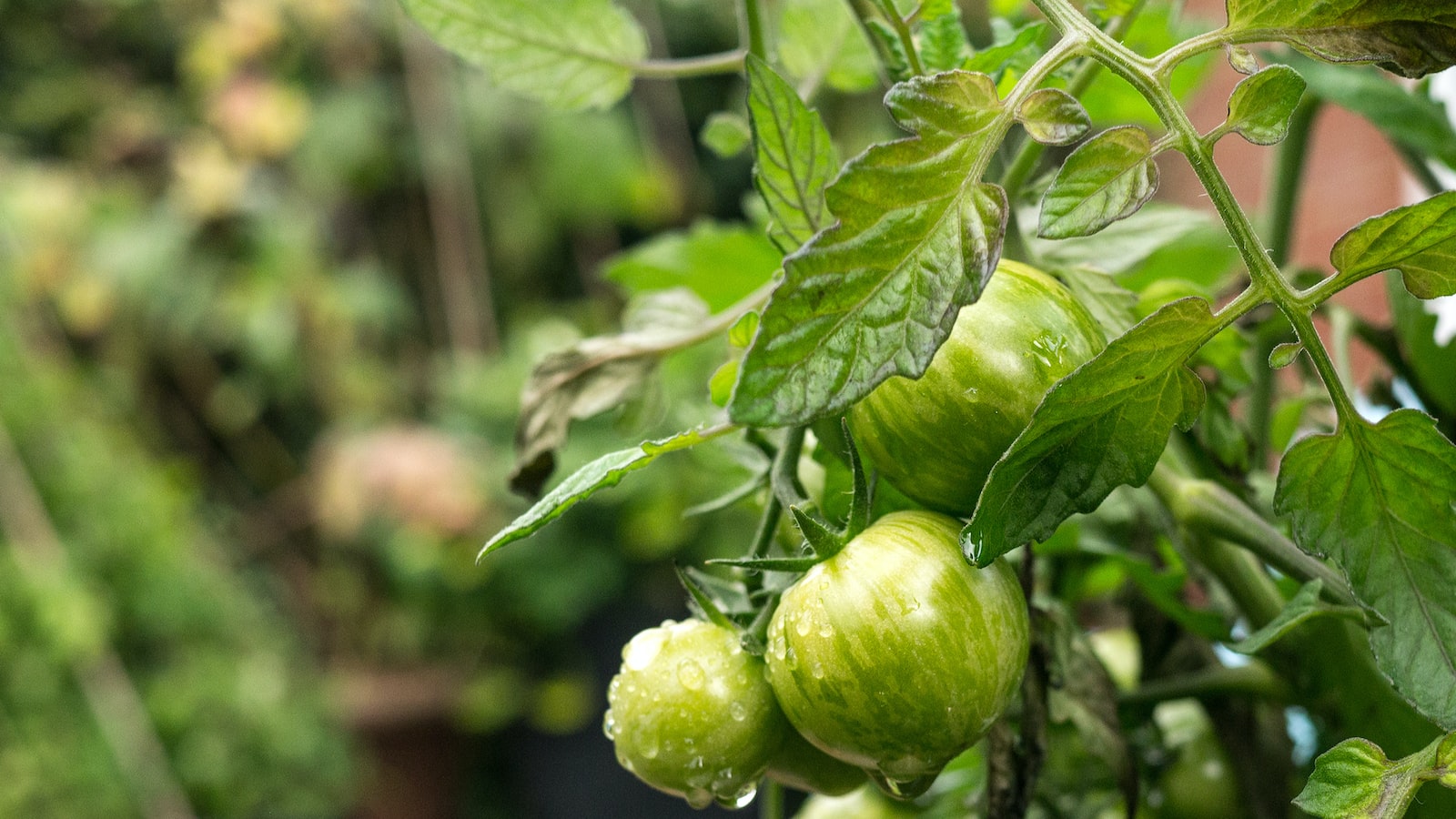 Best Time to Plant Tomatoes on Long Island