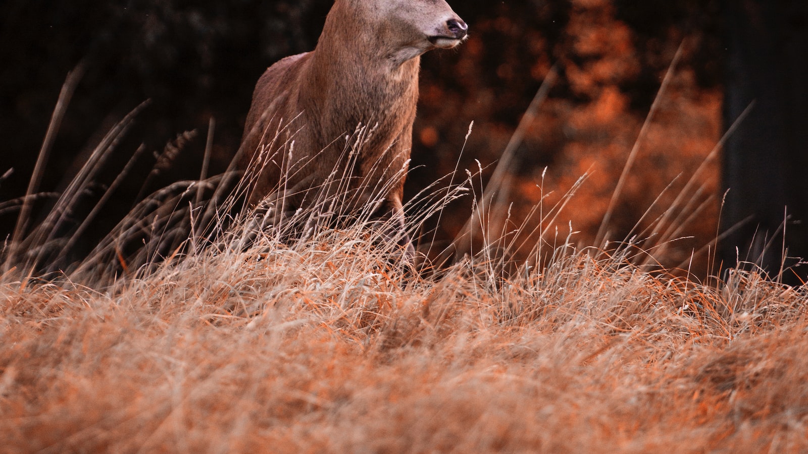 Effective Strategies ⁢and ‍Environmental Measures to Deter Deer from Feeding ⁤on ‍Sweet Potato Plants