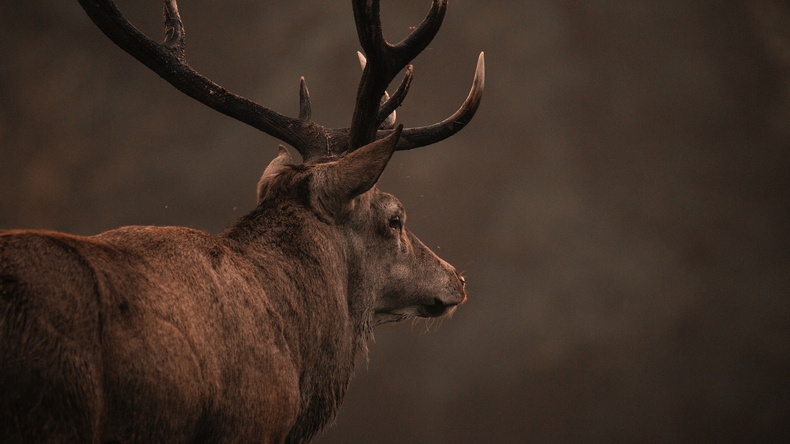 The Intriguing Relationship Between Deer and Corn Plants