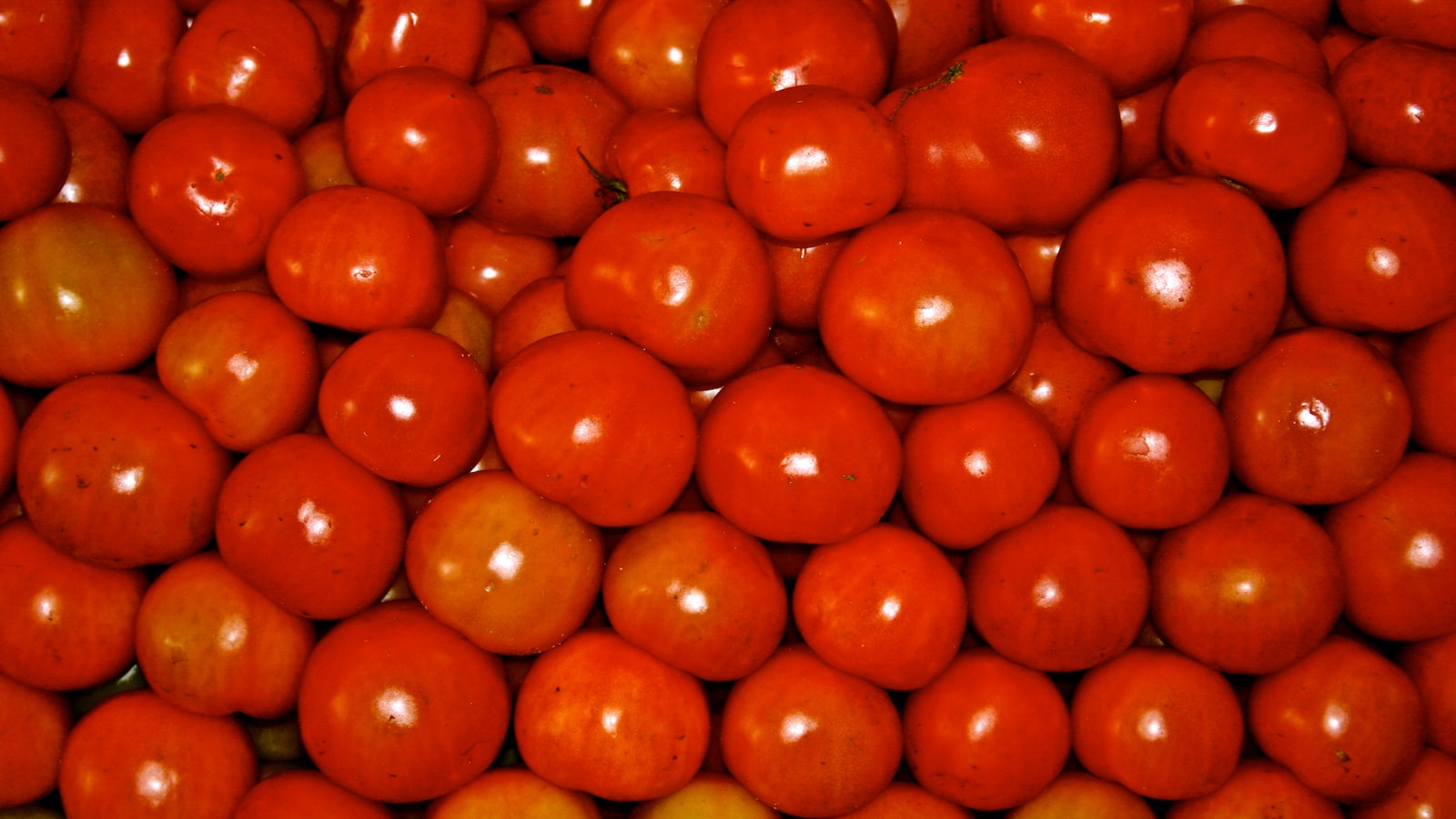 Recommended Varieties of Tomatoes to Cultivate for Successful Harvests in Minnesota