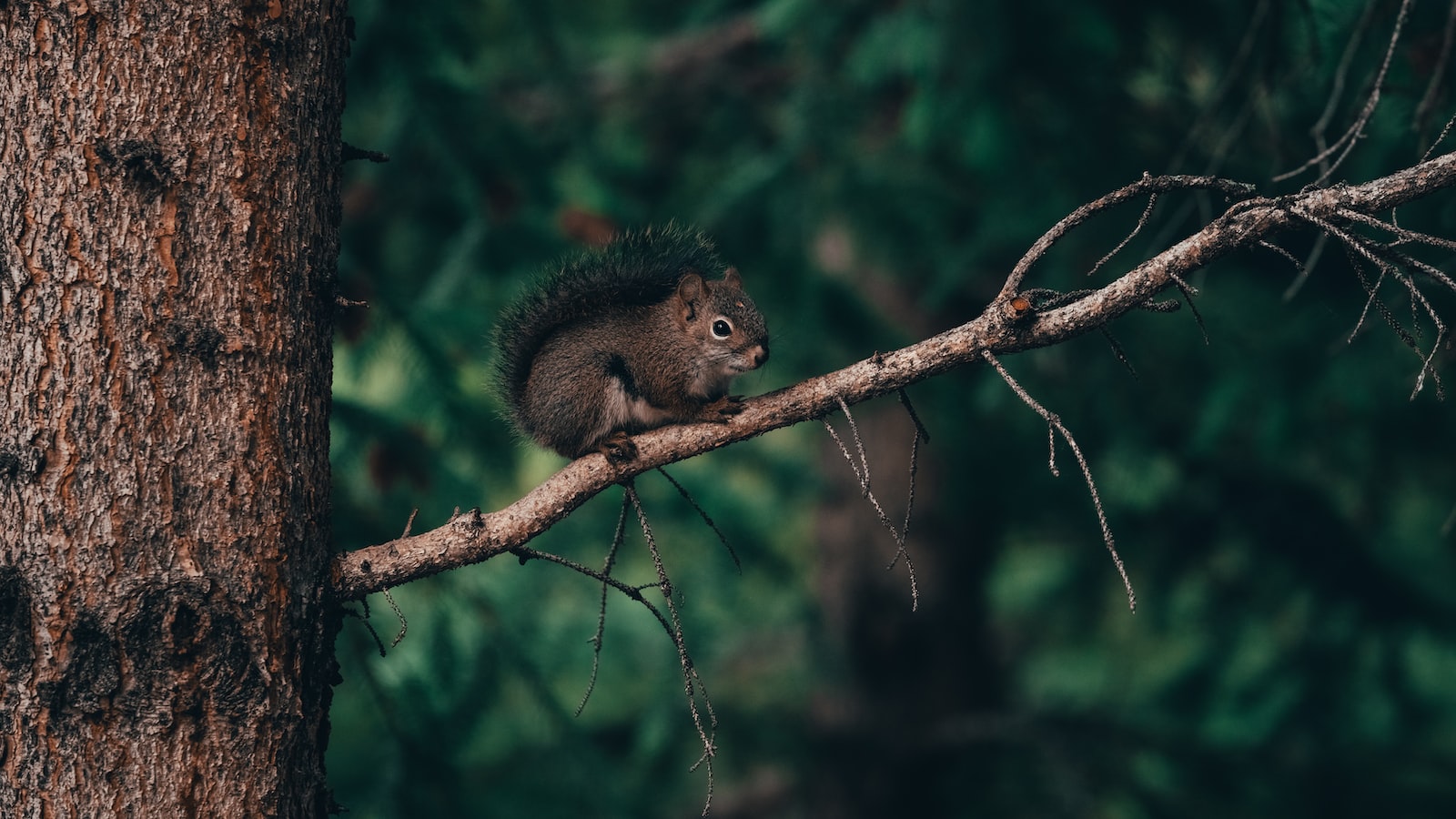 The Surprising Role of Squirrels in Forest Regeneration