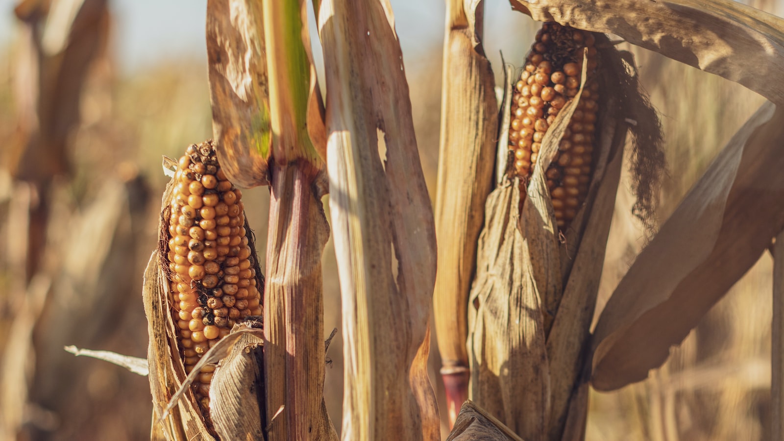 Best Times to Plant Corn in Louisiana