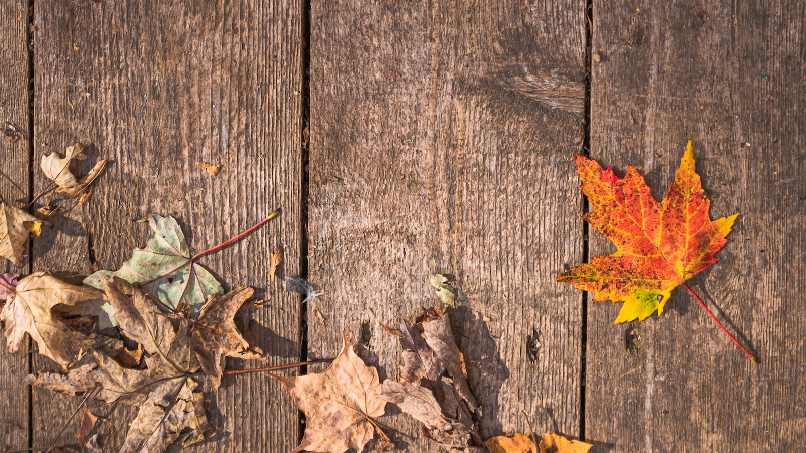 Practical Tips to Address Maple Tree Leaf Loss in June