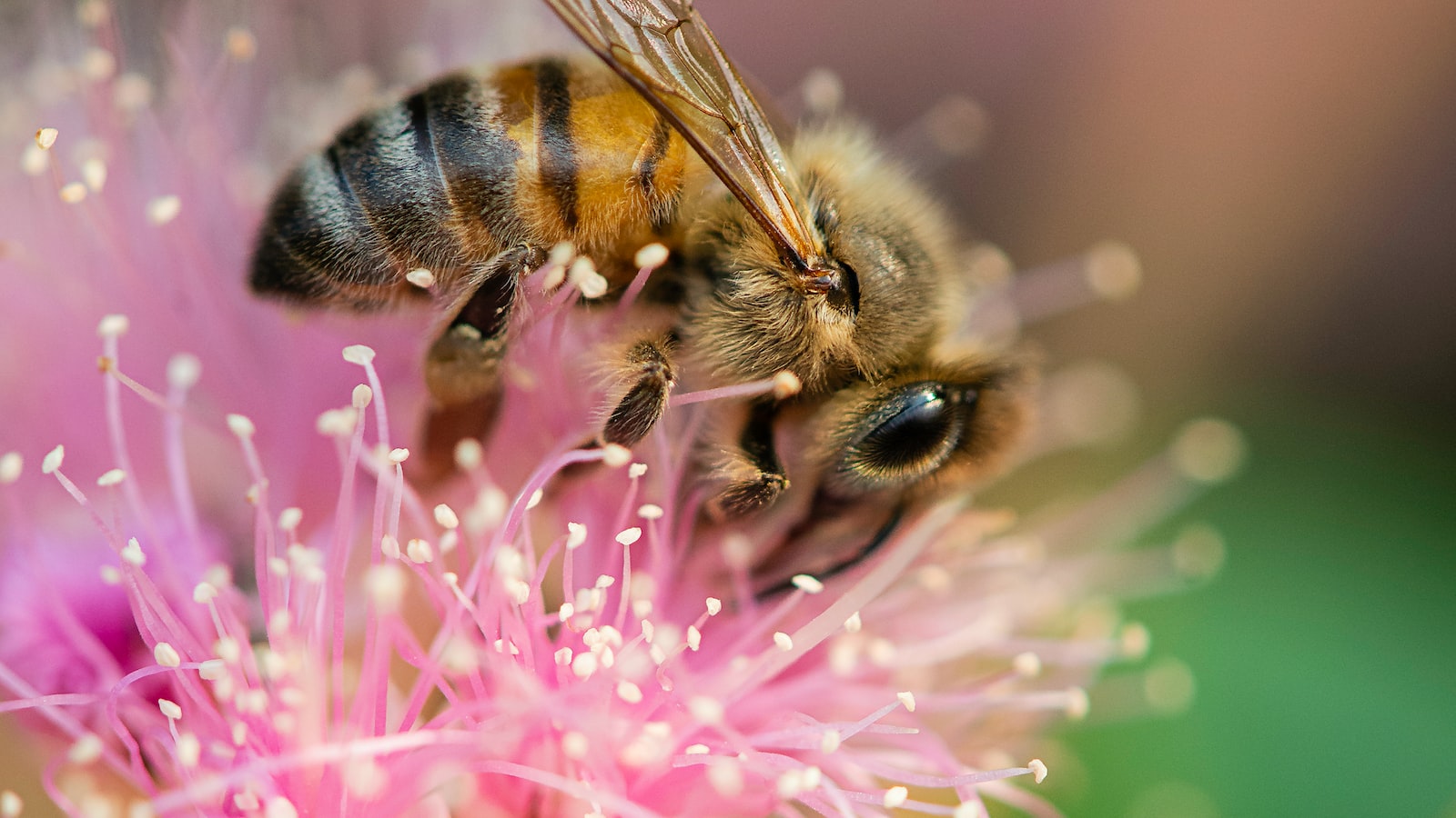 Effective Techniques to⁣ Prevent Bees from⁤ Re-infesting the Tree Trunk