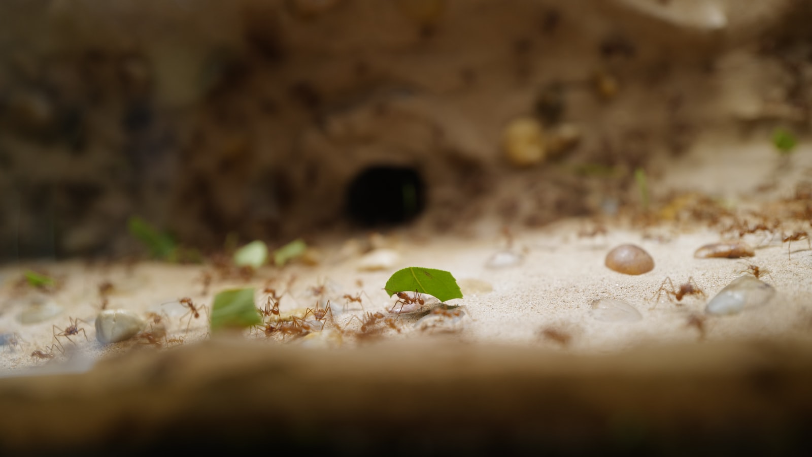 The Impact of Ants on Tomato Plants: Examining the Intricate Relationship