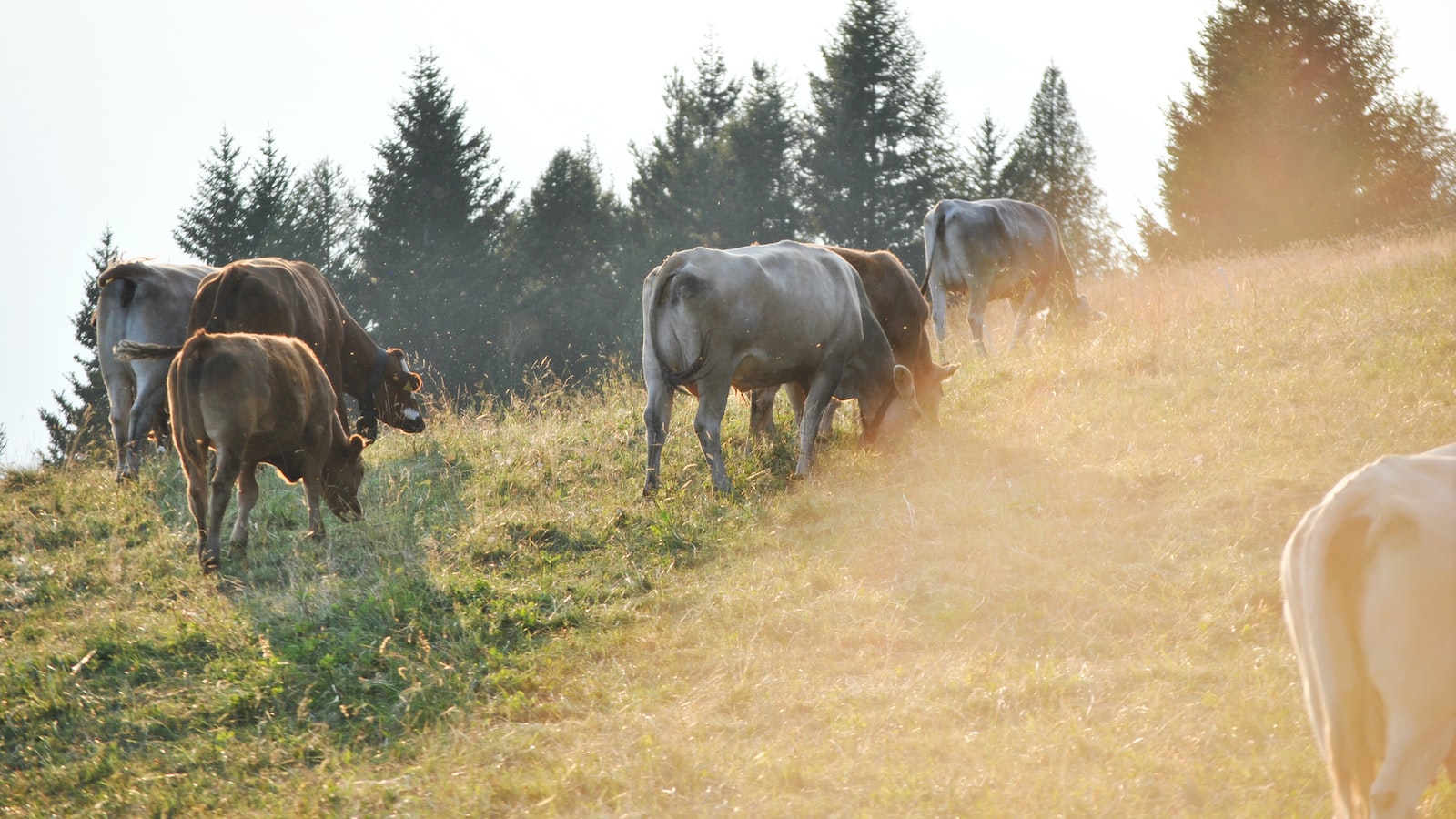 Maximizing Pasture Potential: Tips to Incorporate Flowers for Cows' Foraging Experience