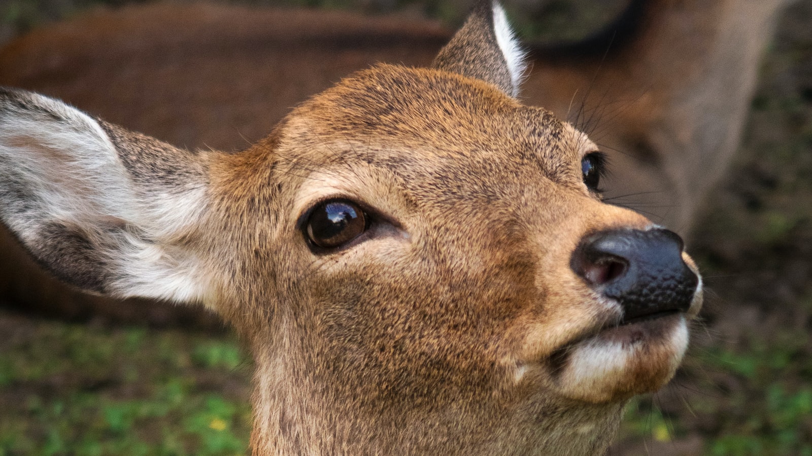 Understanding the Relationship between Deer and Ferns: Diet Preferences Unveiled
