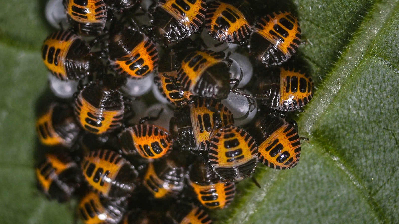 Natural and Effective Solutions to Control Bugs in ​Mulch: Earth-friendly ⁤Remedies