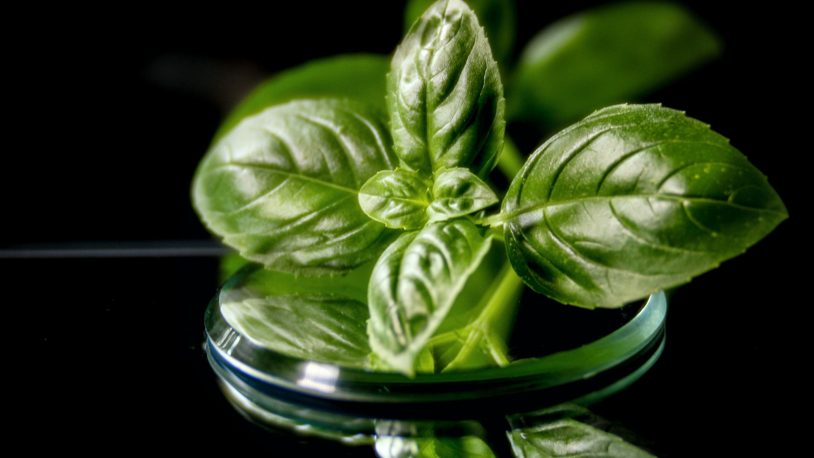 Best Time to Plant Spinach in Alabama for Optimal Growth