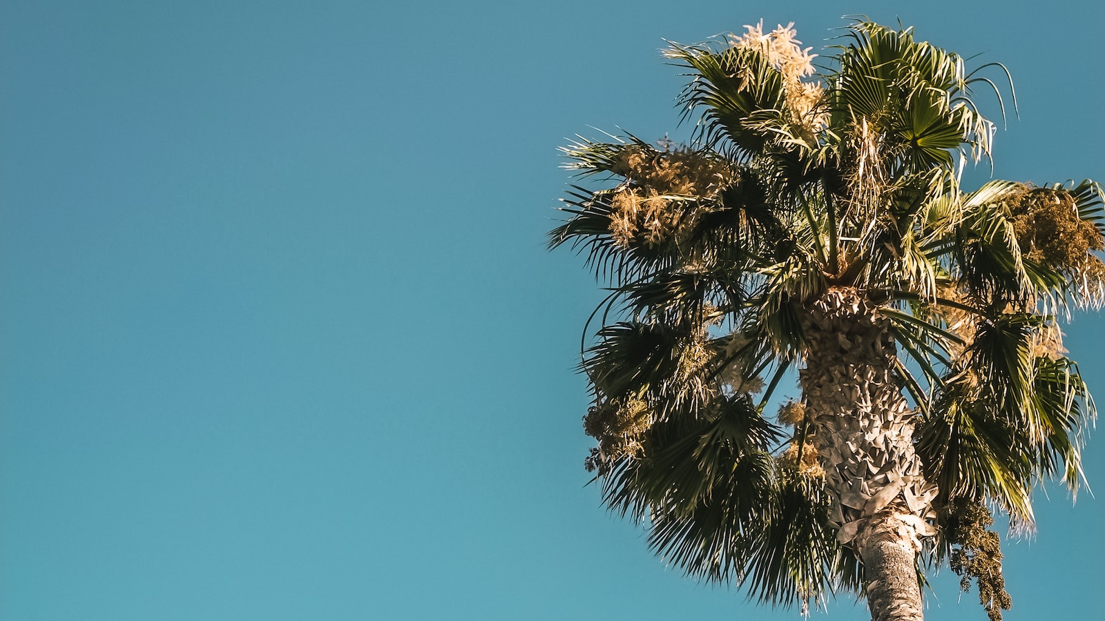 How to Successfully Grow and Maintain Palm Trees in Tennessee's Environment