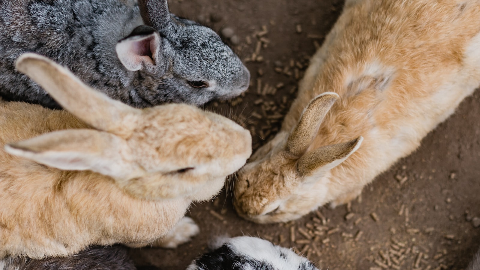 Rabbits and Pepper Plants: A Potential Feeding Concern