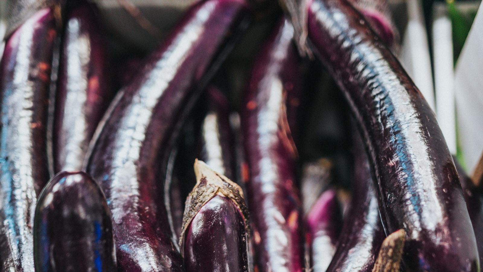 Recommendations for Successfully Nurturing Eggplants in Chilly Weather: A Guide for Gardeners