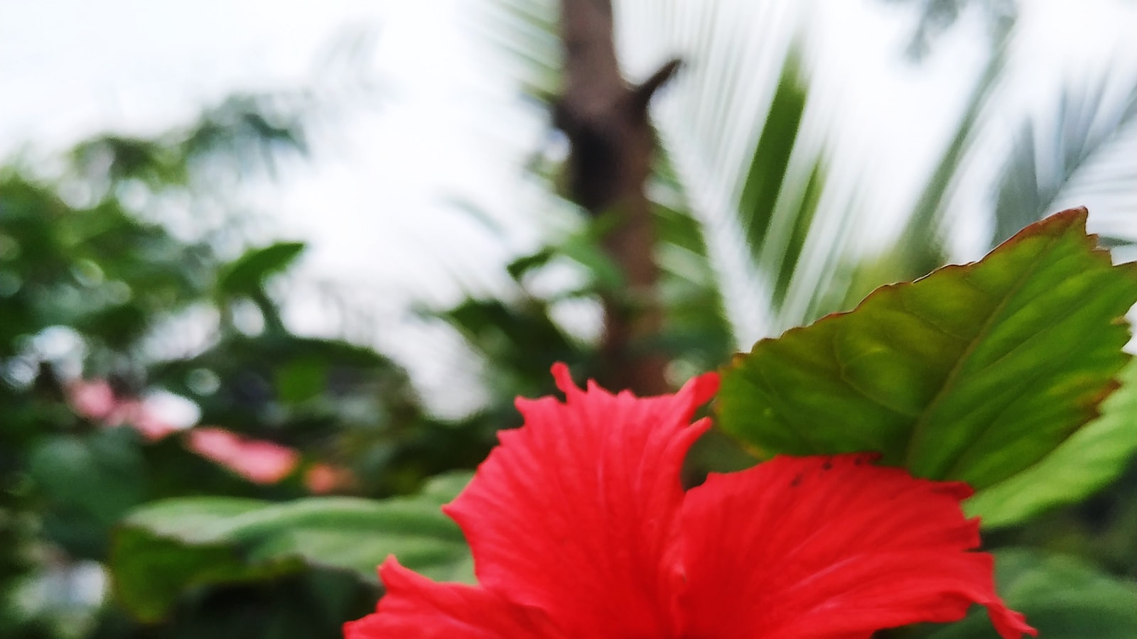 Caring for Your Hibiscus: Tips to Ensure a Good Night’s Rest for Your Beloved Flower