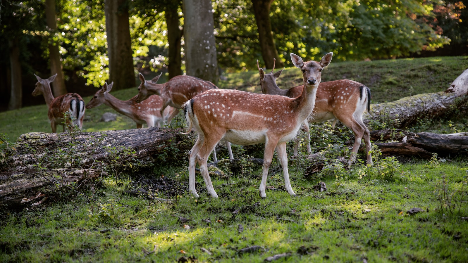 - Understanding the Attraction: Why⁣ Do Deer Find Cherry Trees Irresistible?