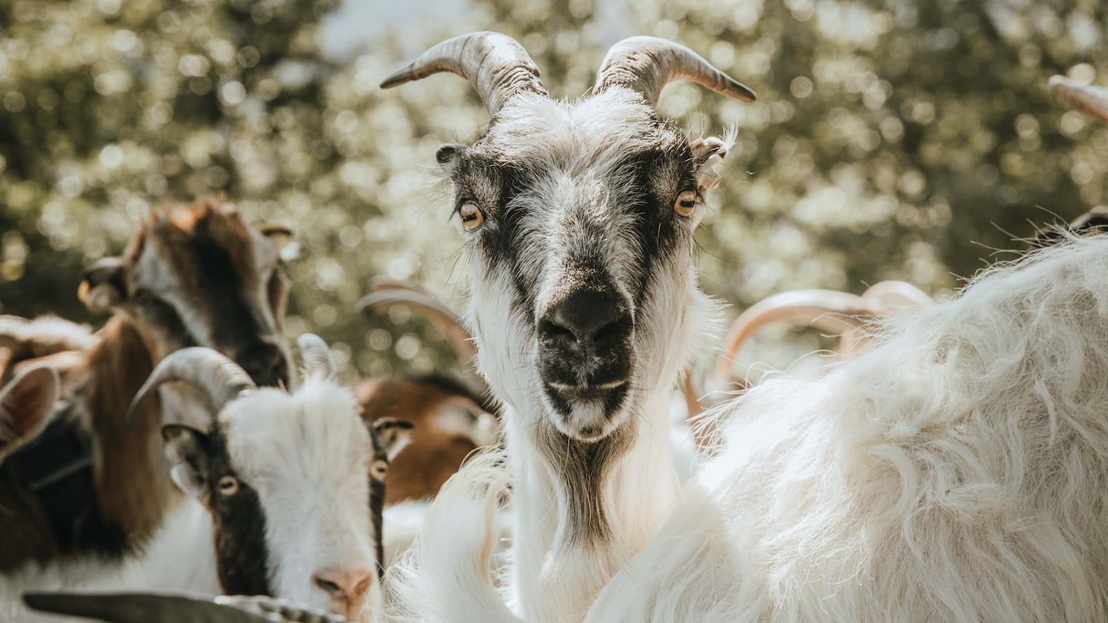 Goats' Dietary Preferences: Nibbling on Lawn Clippings as an Option