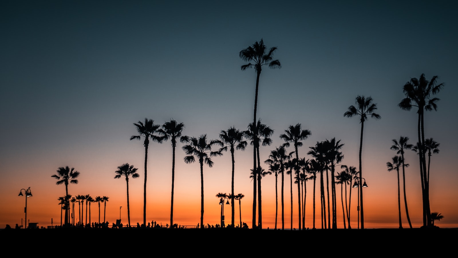 Discovering the Possibility: Palm Trees in Missouri