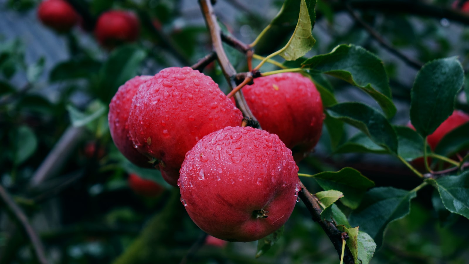 The Value of an Apple Tree: Unlocking the Orchard's Potential