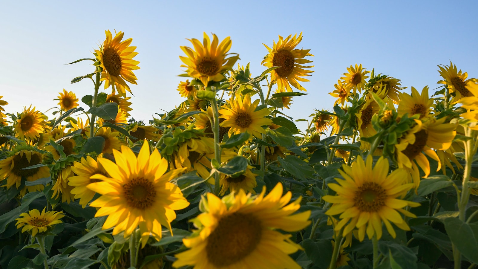 Are Sunflowers Toxic to Horses? Unveiling the Potential Dangers