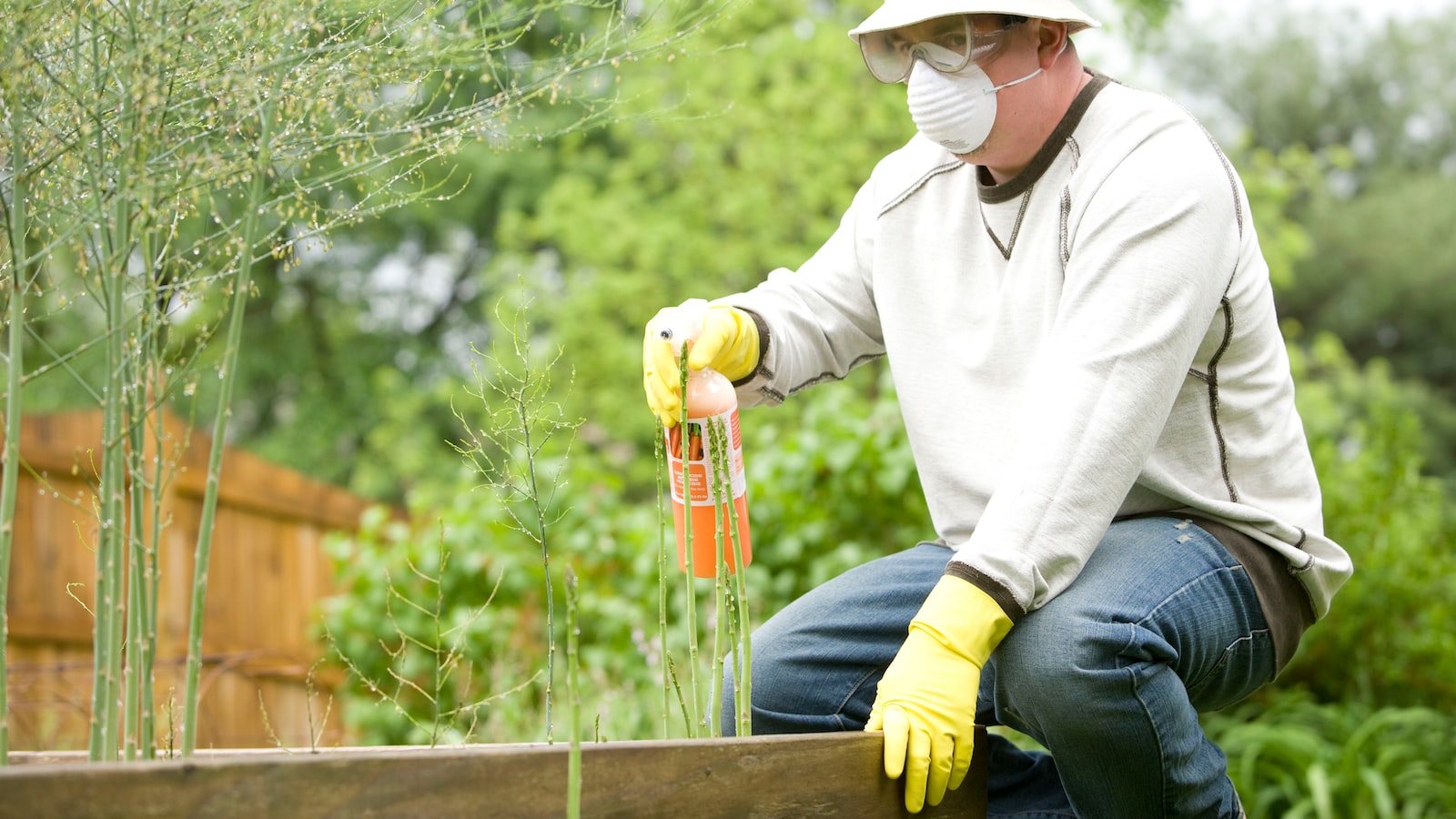 Choosing the Perfect Fertilizer for Thriving Collard Greens