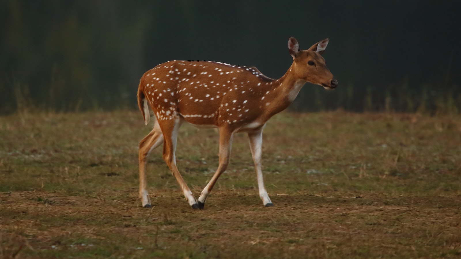 Can Deer Really Devour Cucumber Plants? Unveiling the Facts and Impacts