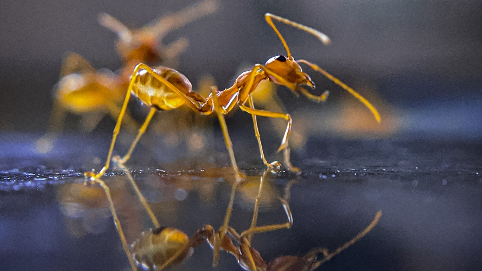 Insights into the Reasons behind Ant Presence on Mint Plants