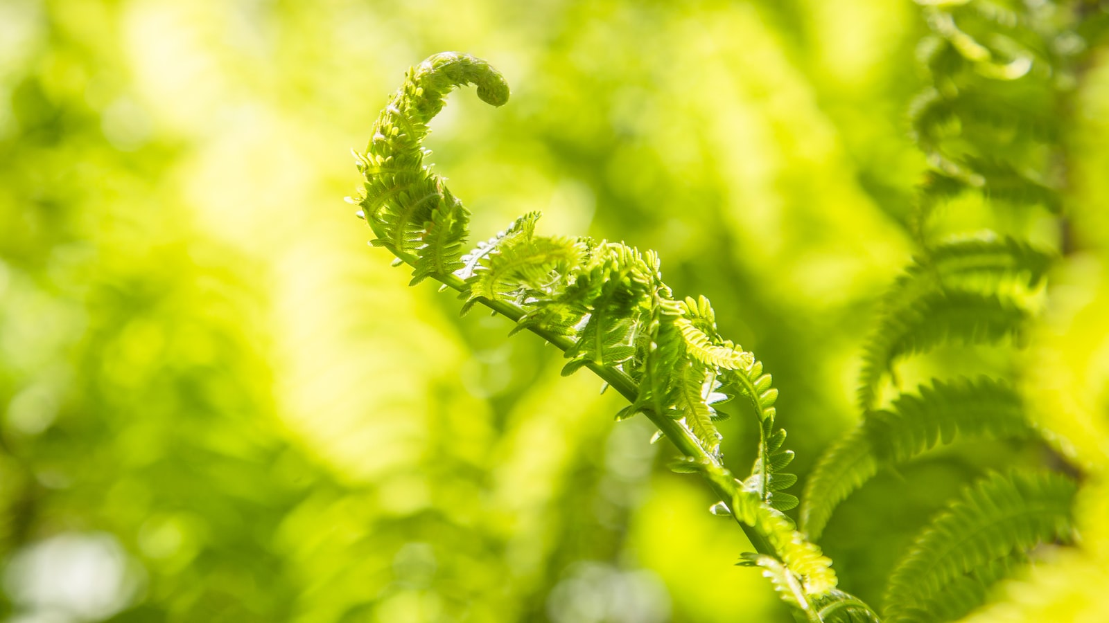 Exploring the Culinary Potential of Green Coriander Seeds