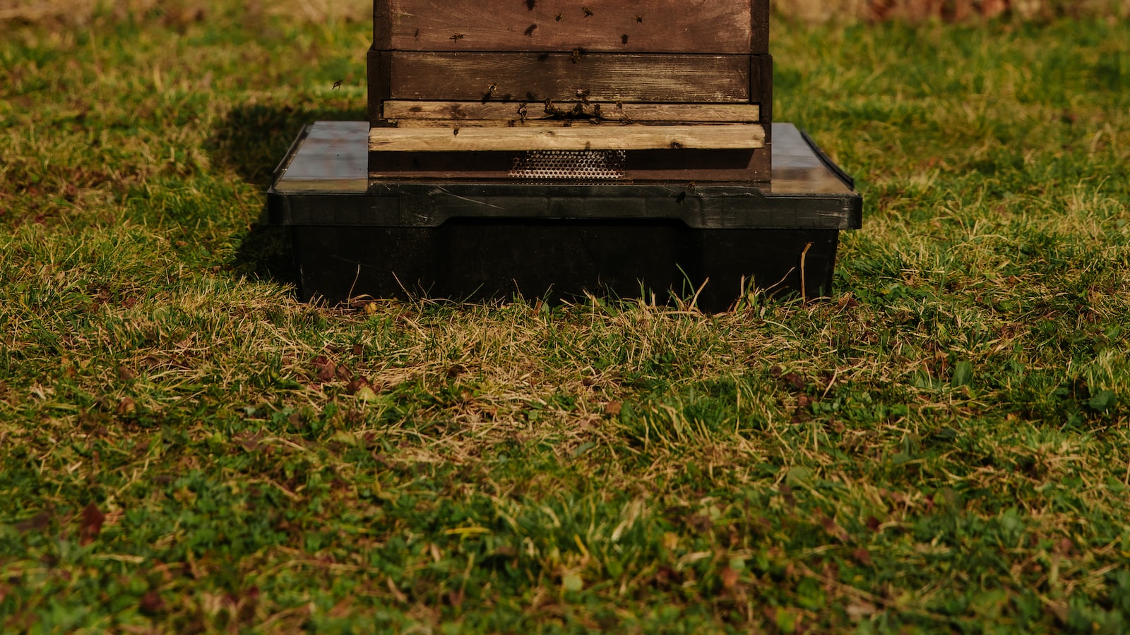 Key Role of Bees in Sunflower Pollination