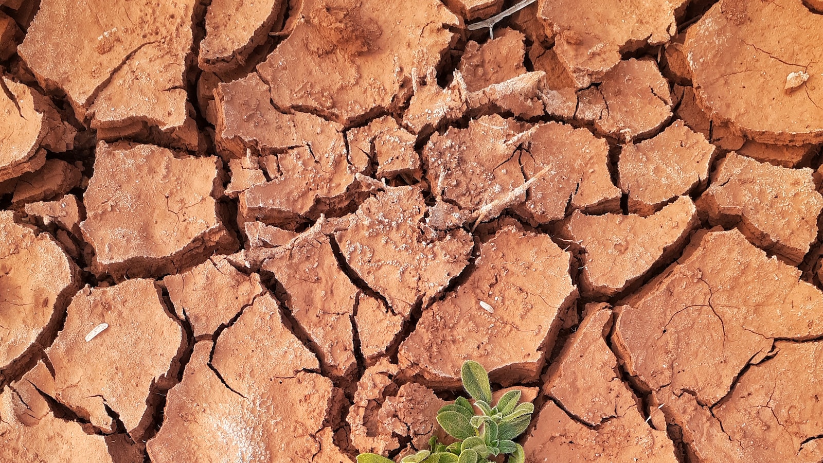 Preparing the Ground for Successful Grass Transplantation