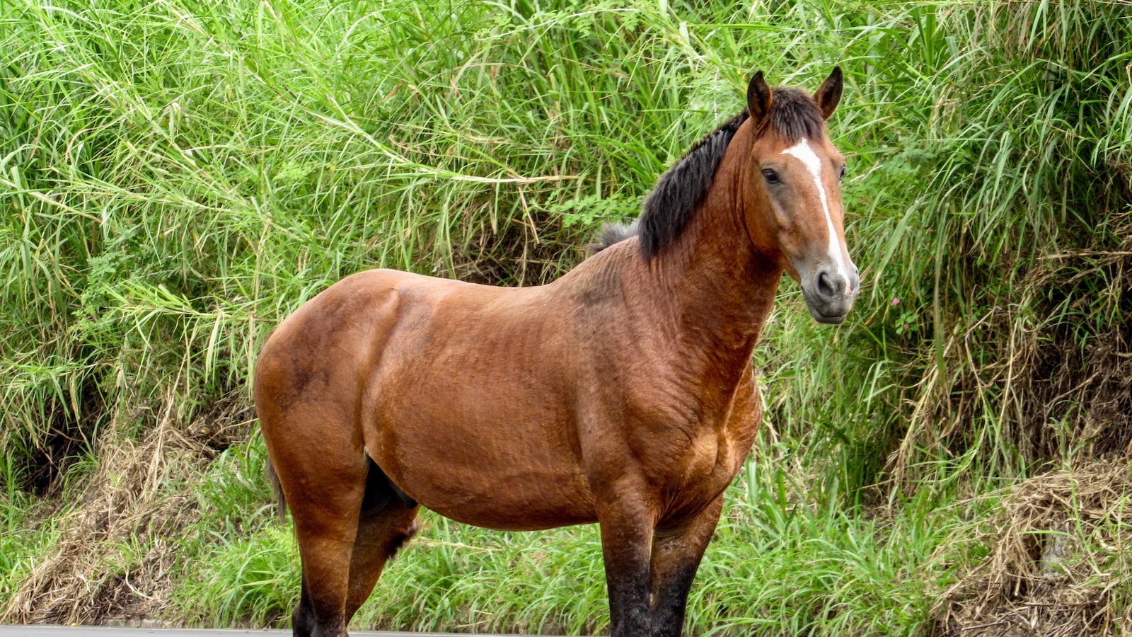 Expert Recommendations for Horse Owners: Essential Guidelines for Handling Milkweed and Minimizing⁤ Equine Exposure