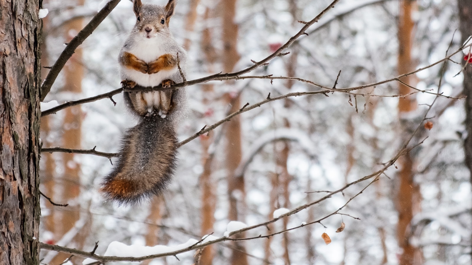 Do Squirrels Have a Fondness for Pumpkin Seeds?