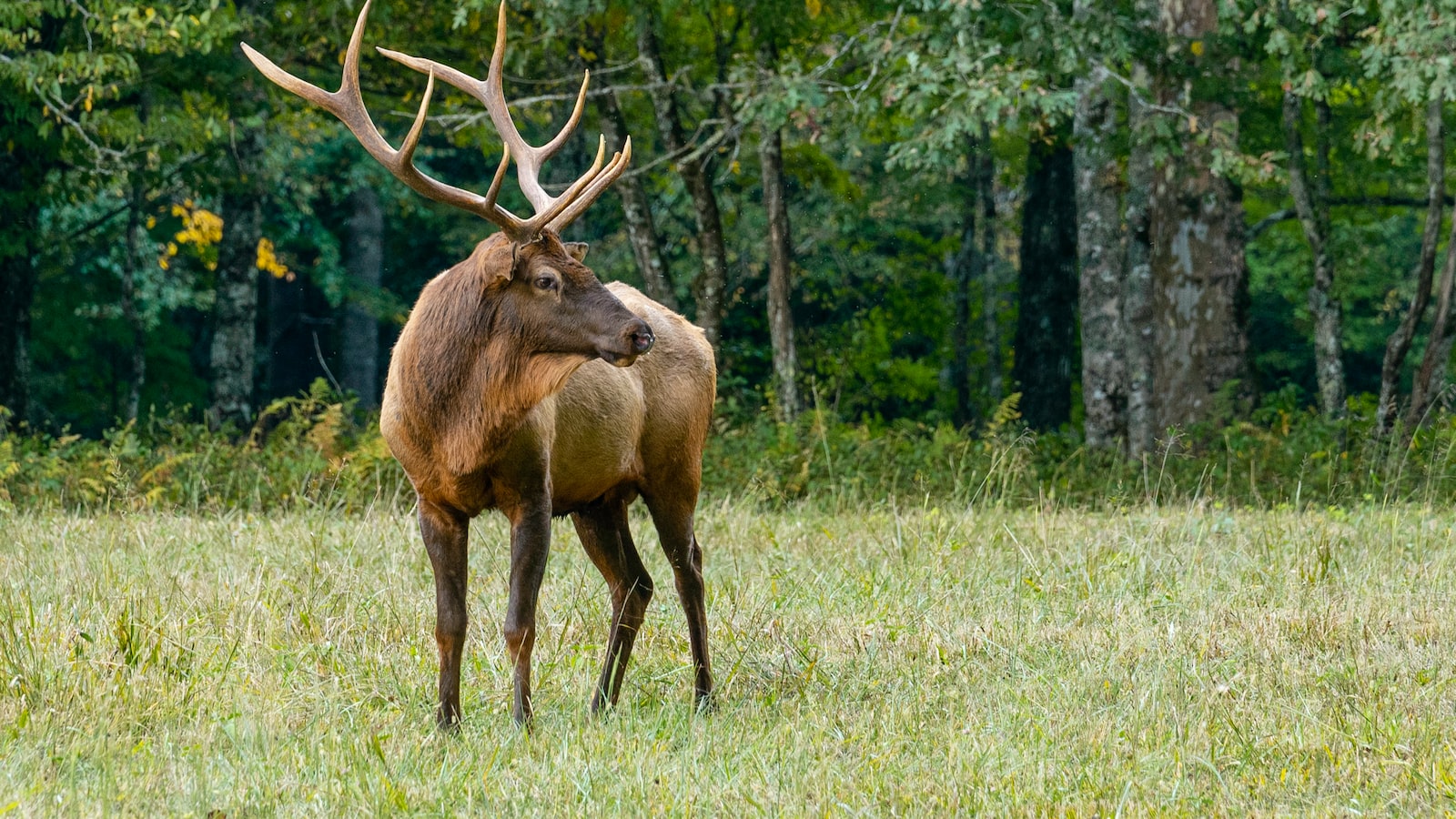 Deer and Rhubarb: Exploring the Possibility of Plant Consumption