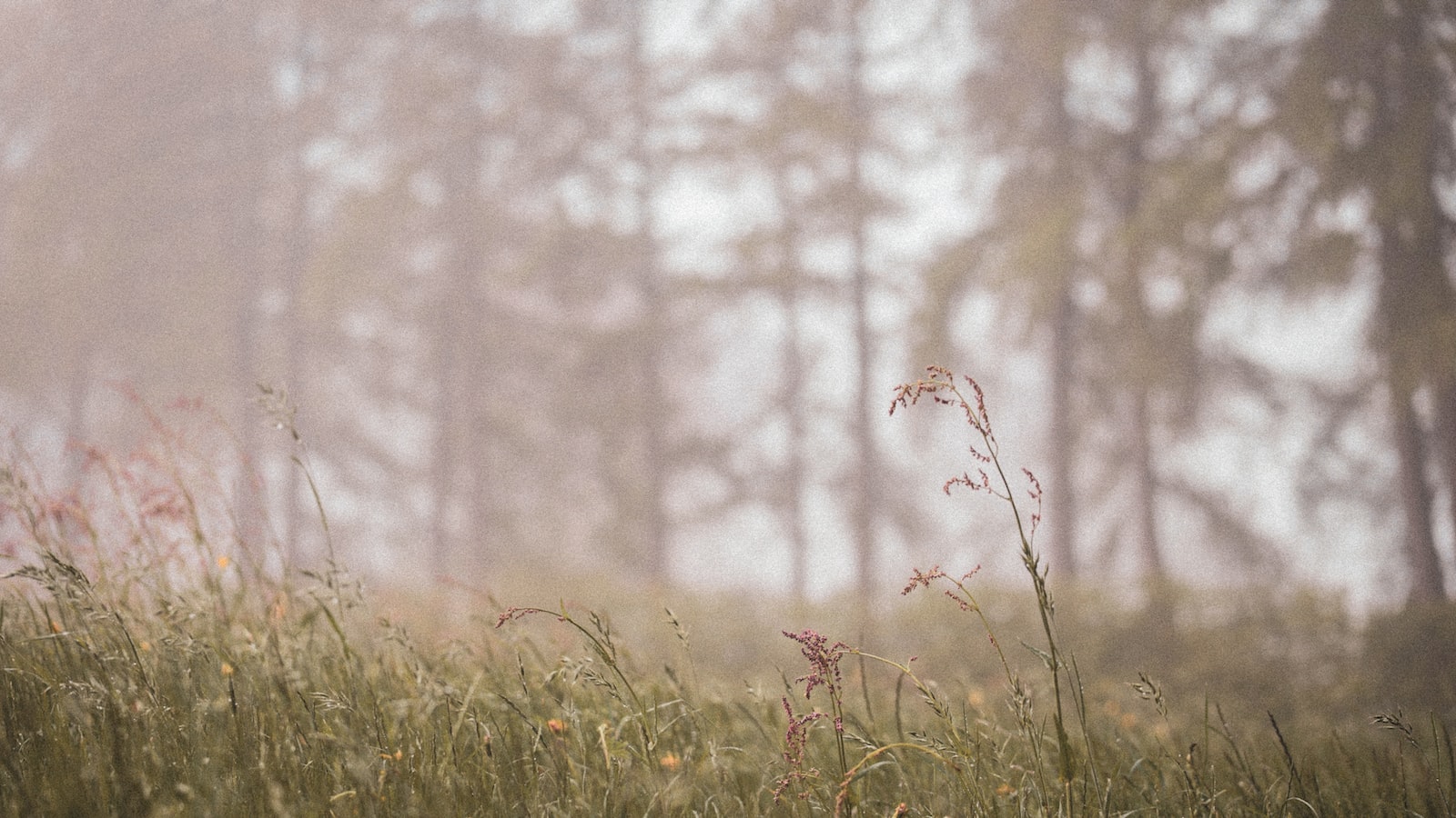 Analyzing the Potential Harmful Impact of Weeds on ​Your Pond Ecosystem