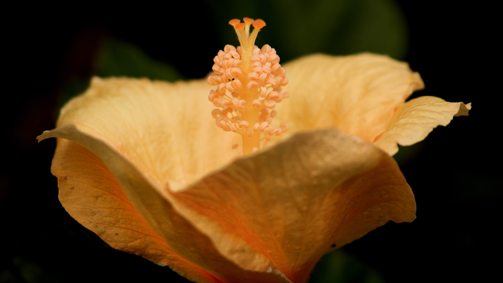 The Fragrant Whiff of Milkweed:⁤ Unveiling its Alluring Scent