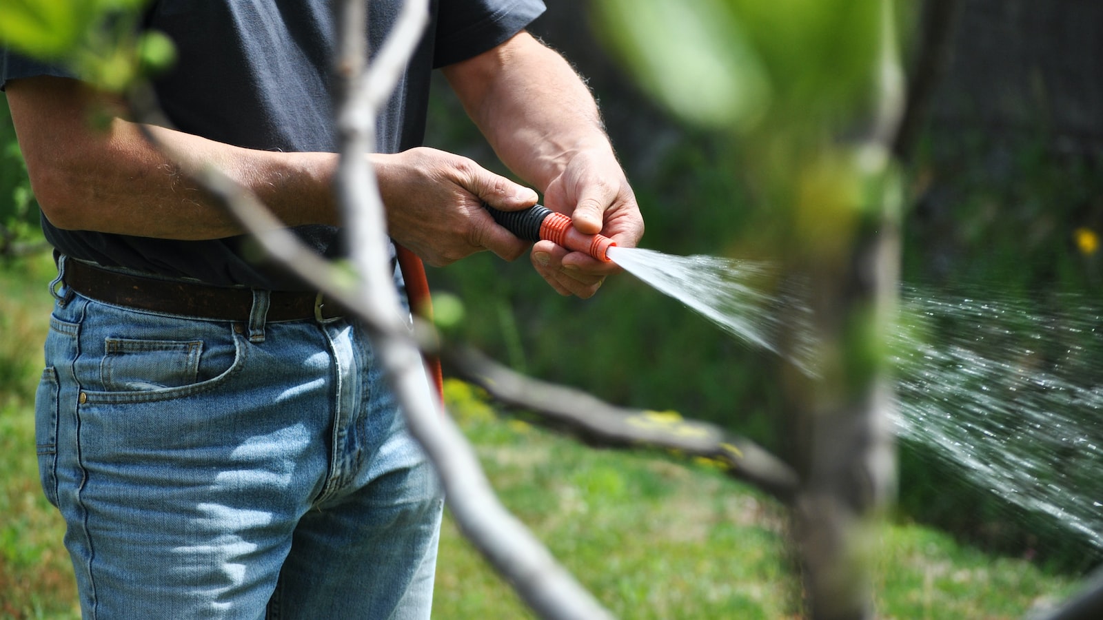 4. Gardening Tips and Tricks: Proven Techniques to Maximize Success when Planting in Virginia's June Gardens