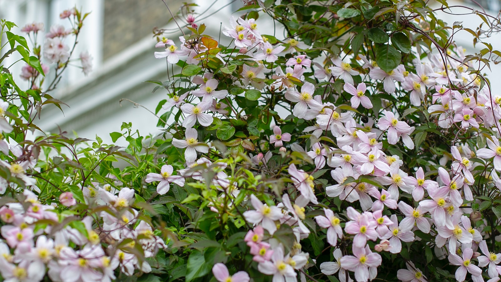 Tips and Techniques for Successful Clematis Seed Collection