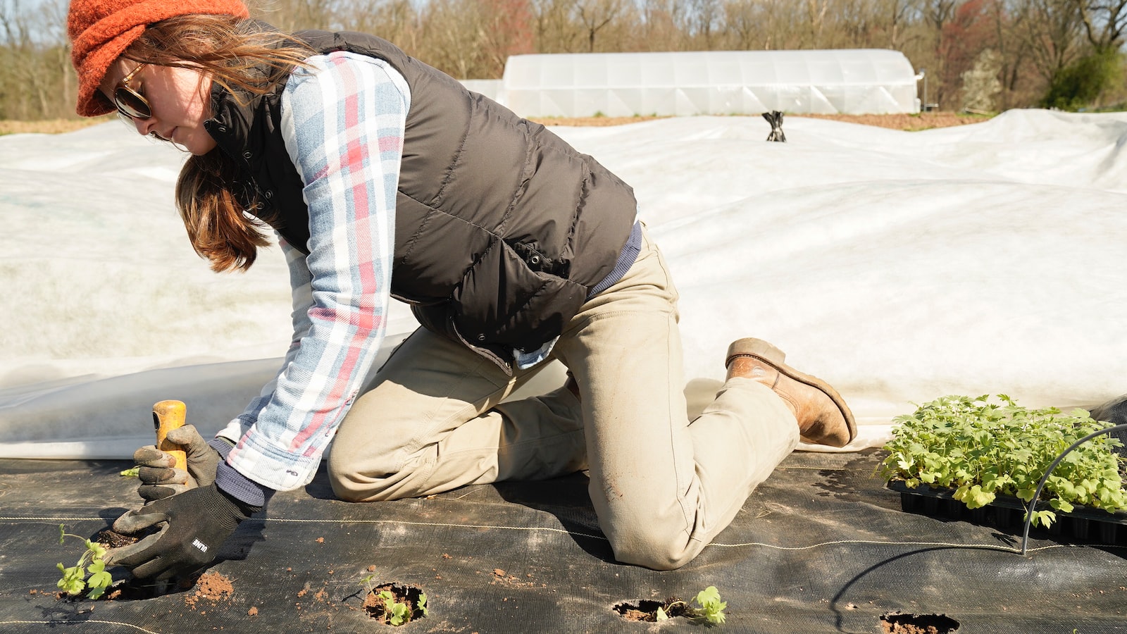 Ensuring Successful Transplantation of Black Eyed Susans: Important Considerations