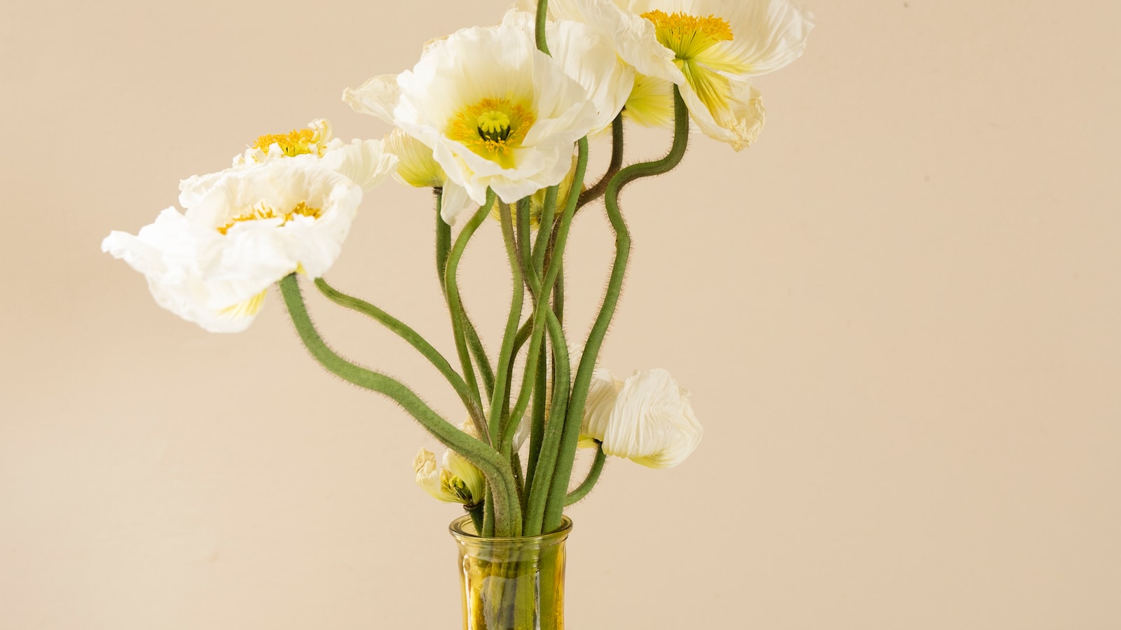 Pucker Up for Pure Bliss: Flowers That Elicit the Perfect Kiss