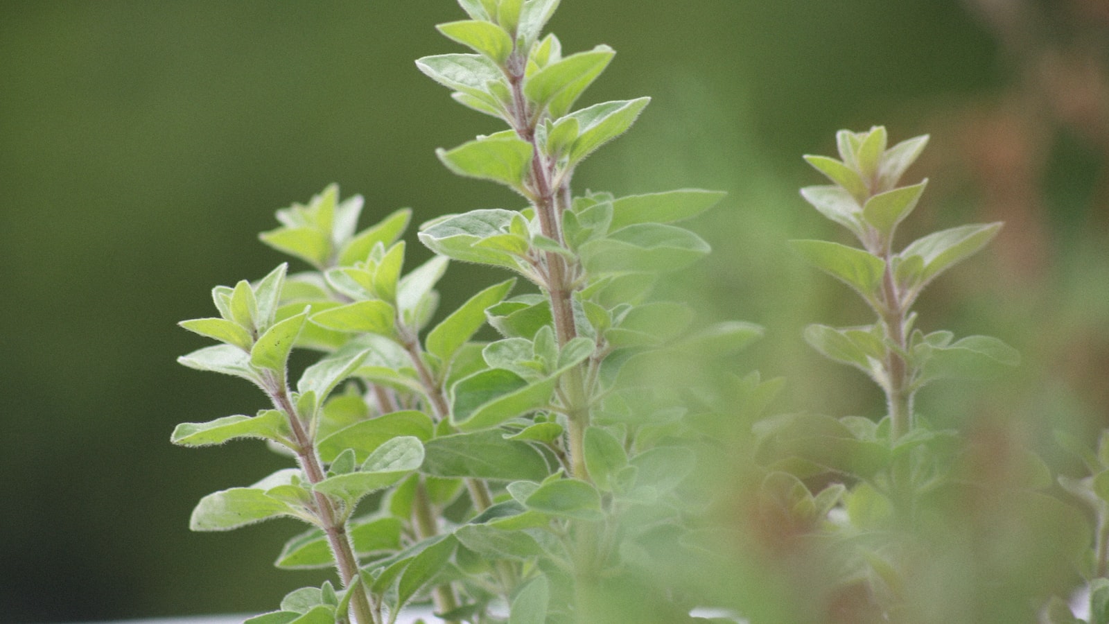 Strange Similarities: The Unexpected Resemblance Between Oregano and Marijuana