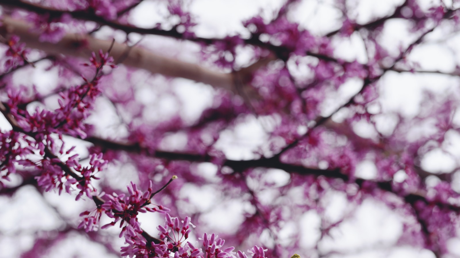 Unveiling the Role and Formation of Pods on a Redbud Tree: Nature's Ingenious Design