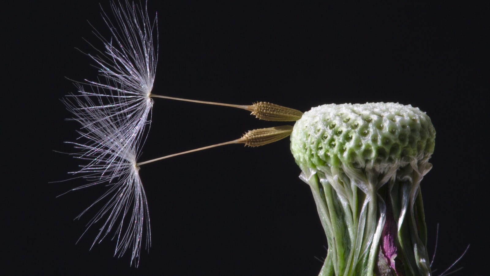 Seeds You Can Simply Scatter in Your Garden: Effortless Gardening Made Possible