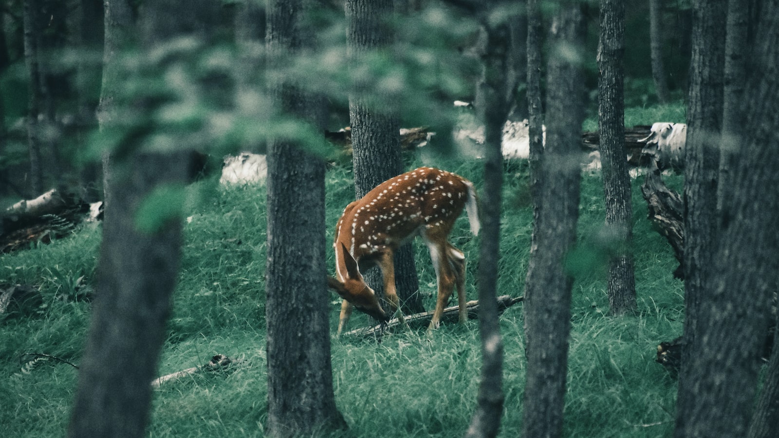 Unraveling the Truth: Understanding the Feeding Habits of Deer towards Cedar Trees