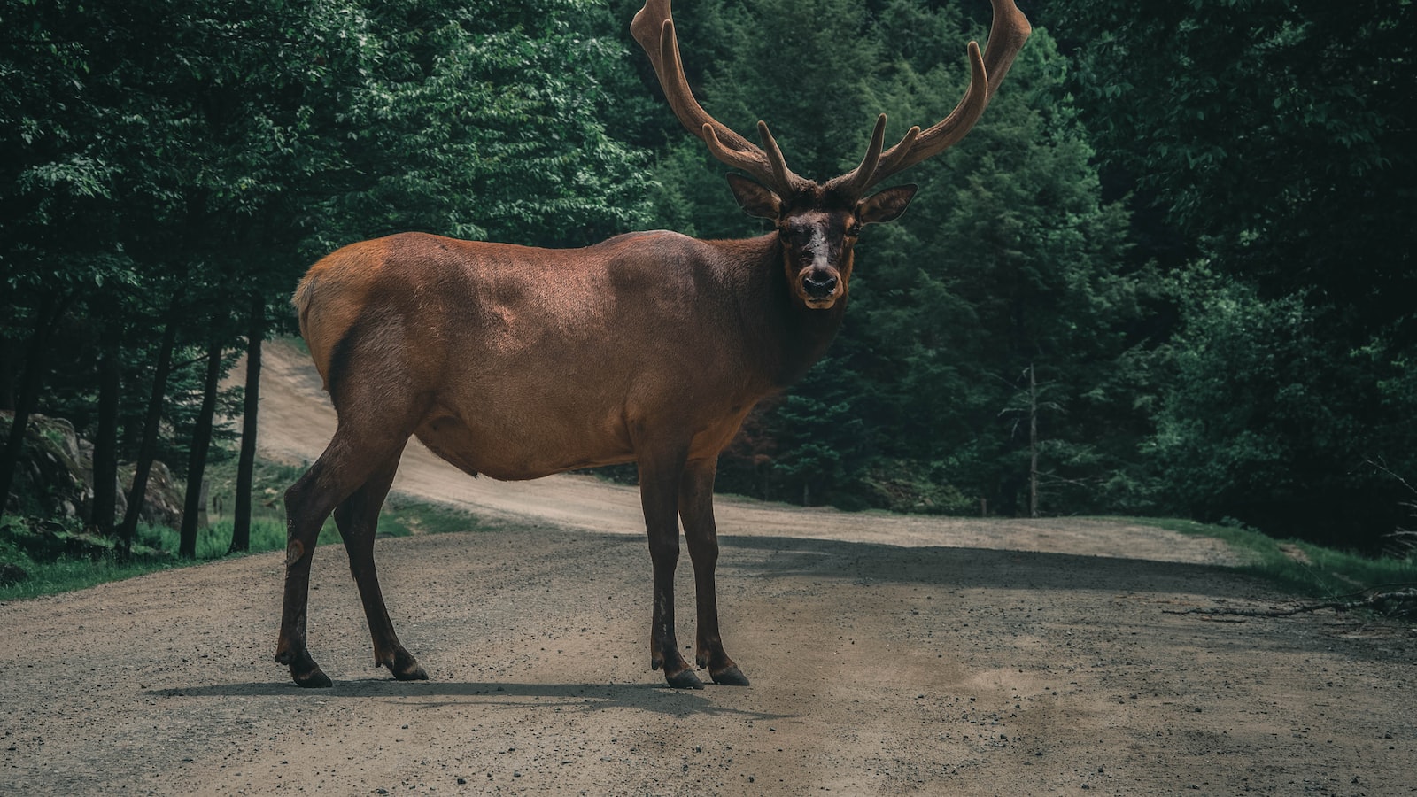 Effective Measures for Deterring Deer from Eating Christmas Trees