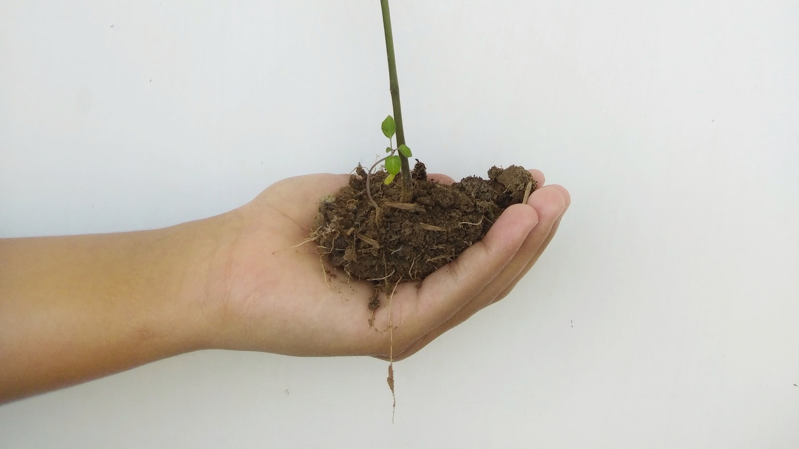 Proper Planting Techniques for Hostas around Trees