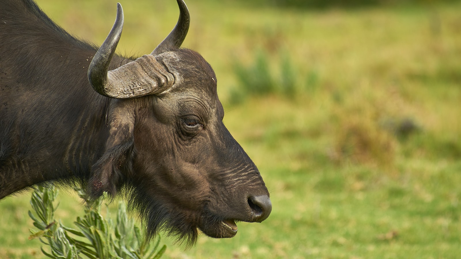 Exploring Buffalo's Unique Climate and Planting Conditions