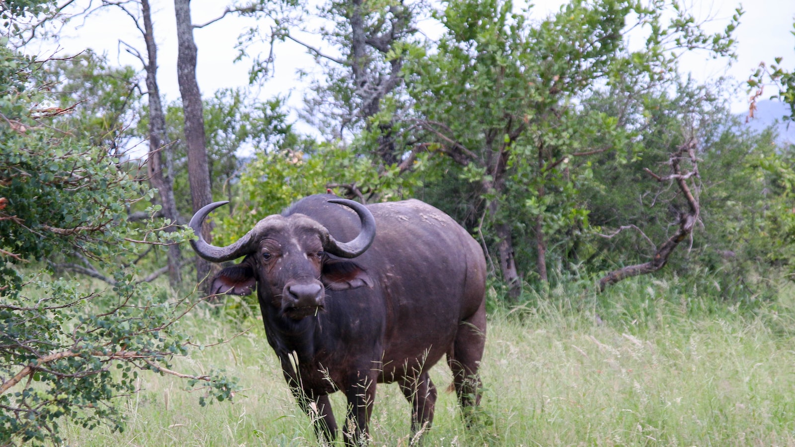 Exploring Buffalo's Plant Hardiness Zone: An In-depth Analysis of Suitable Plant Species