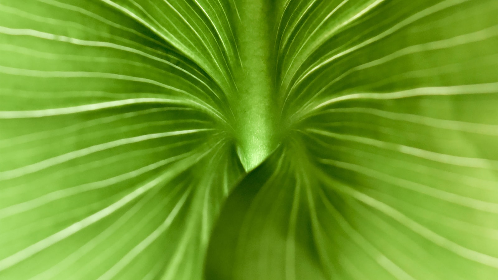 Regaining the Green: Understanding Why Peace Lily Flowers Lose Color