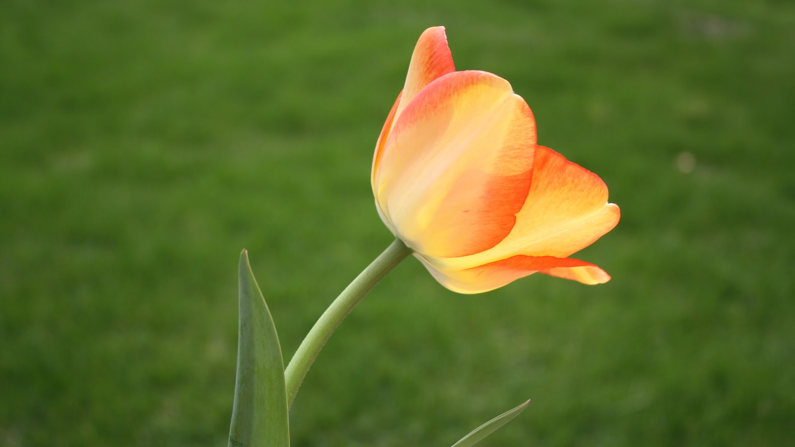 Tips for a Bountiful Display: Caring for Tulip Bulbs in Massachusetts