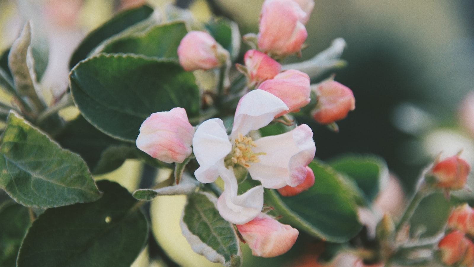 Unlocking⁢ the‍ Potential: ⁢Exploring the Feasibility of Paprika Water for Plant ⁢Care