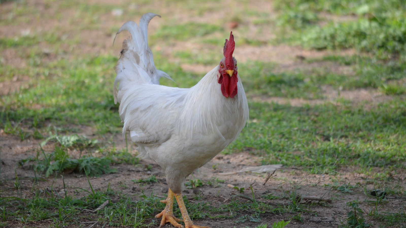 Common Mistakes to Avoid When Using Chicken Poop as Fertilizer for Fruit Trees