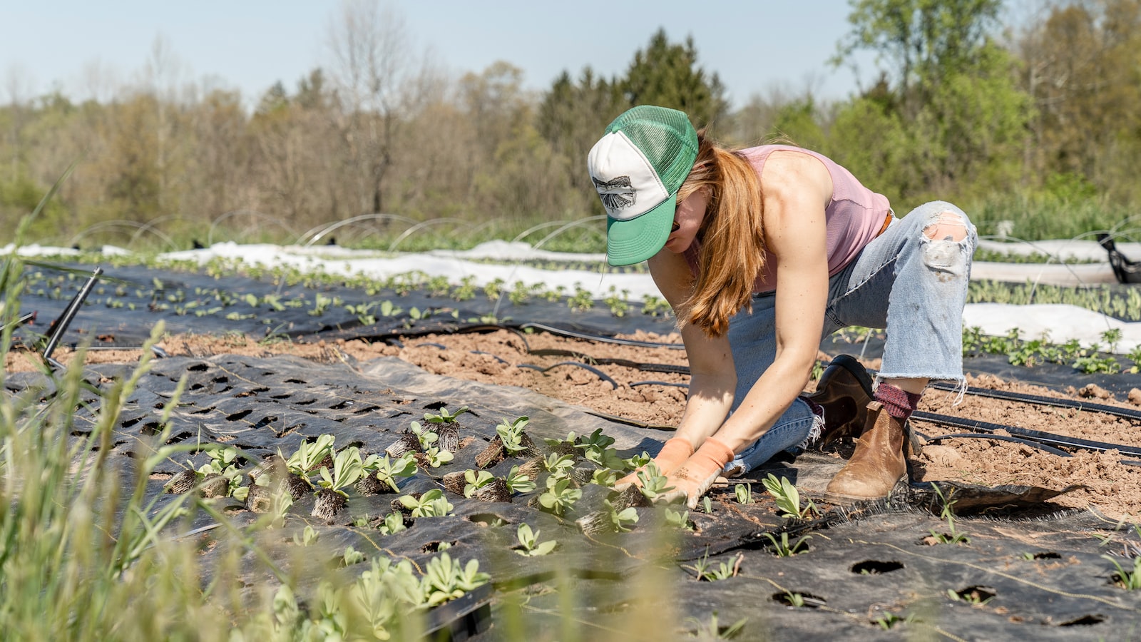 Expert Recommendations for Planting Peas in Massachusetts